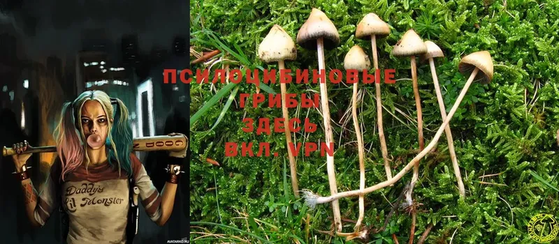 Псилоцибиновые грибы Psilocybine cubensis  что такое   Кукмор 